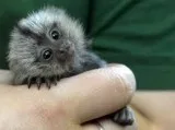 Marmoset healthy monkeys for adoption
