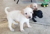Golden retriever with a hint of poodle
