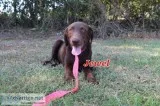 Chocolate Lab - Jewel