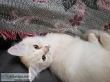 Beige Turkish angora kitten