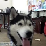 Chief huskie