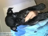Pugbully mixes