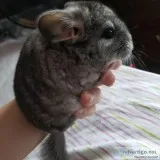 Baby chinchilla plus cage for sale All stuff in cage included