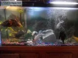 75 gallon aquarium with fish