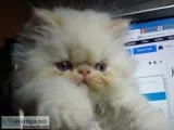 2 month old persian kitten