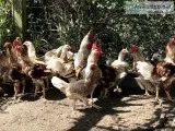 Red white laced Cornish flock