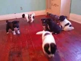 Healthy Akita Puppies Male and Female