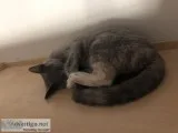 Free cat