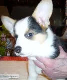 Beautiful Purebred Pembroke Corgi