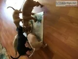 Puppies for Sale