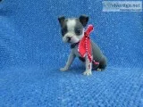 Boston Terrier