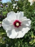 Rose of Sharon Mixed