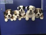 Olde English bulldogge puppies