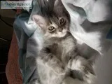 Cute Gray Turkish angora