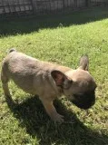 Rehoming French Bulldog Puppies