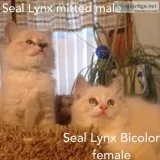 Ragdoll Tica Reg. Kittens