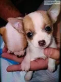 Pure breed applehead Chihuahua pups 9wks today 5in1 1st shots re