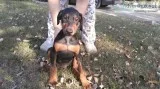 AKC registered full blooded Doberman Pinschers