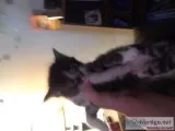 Free kittens to good home