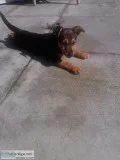 Jack Russell yorkie cross pup