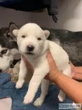 Husky Pups AKC Parentage