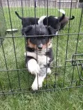 Australian shepherd heeler puppies