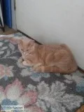 Butters 5-6 months. All shots nudered with rabies papers