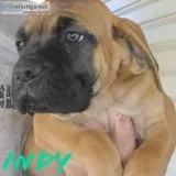 Cane Corso