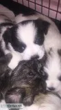 Puppy pure perfection