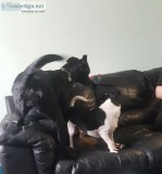 Danielle s Professional Dog Sitting Service