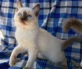 Ragdoll Kitten Male ( TICA)