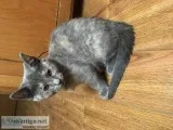 Manx kitten