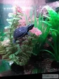 Mud and musk turtles for rehoming