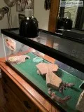 2 Geckos with cage and light