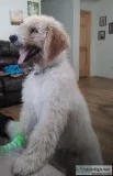 CKC Goldendoodle boy