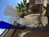 Cockatoo silver crested