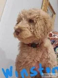 Labradoodle Puppies