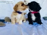 Cute Shihpoo Puppies