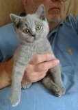 Beautiful Blue British shorthair Kittens.