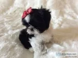 Sunshin-Shih Tzu