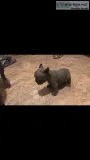 Blue Frenchton puppy