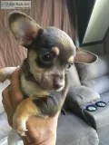 Full-blooded Chihuahua Puppies