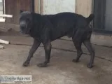 Cane corso mastiff