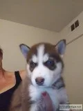 Siberian Husky Puppies