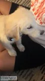 Adorable 14 weeks old golden retriever puppy