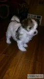 Yorkie