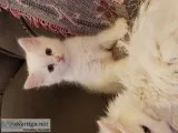 White Turkish angora kitten
