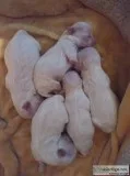 Registered Toy maltese puppies
