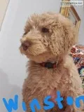 Labradoodle Puppies