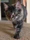 Kitties to Good Homes